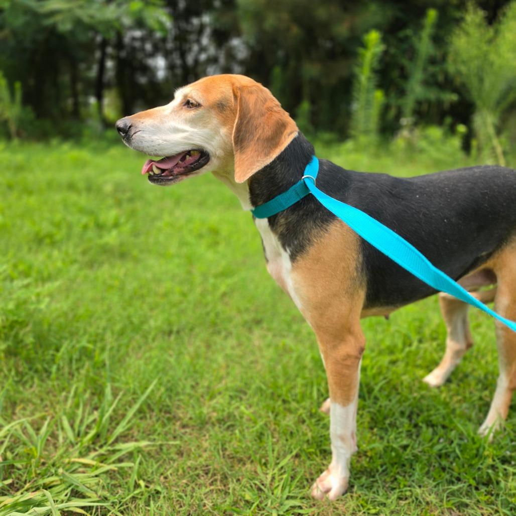 Enlarge Pancake, a Adoptable American Foxhound in Chesapeake, VA image 4/4