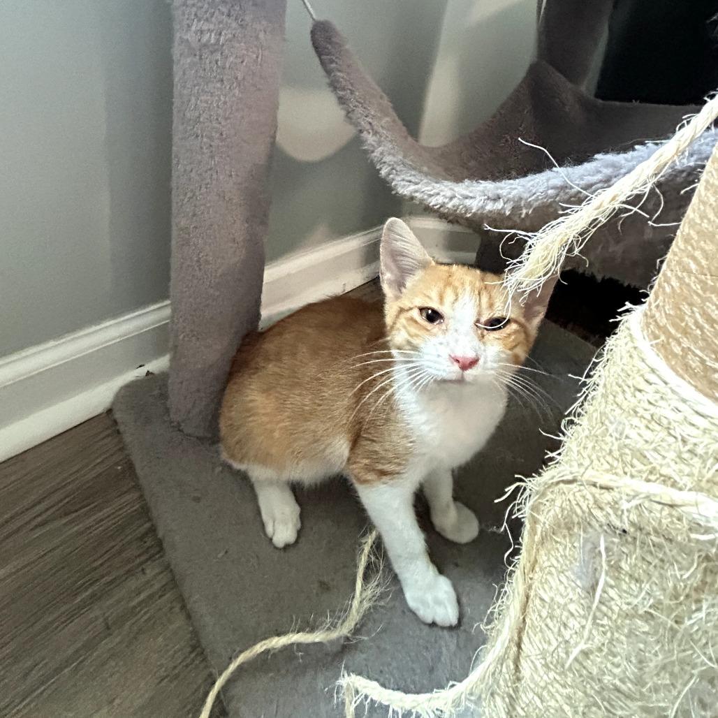 Enlarge Theodore, a Adoptable Domestic Short Hair in Huntsville, AL image 1/1