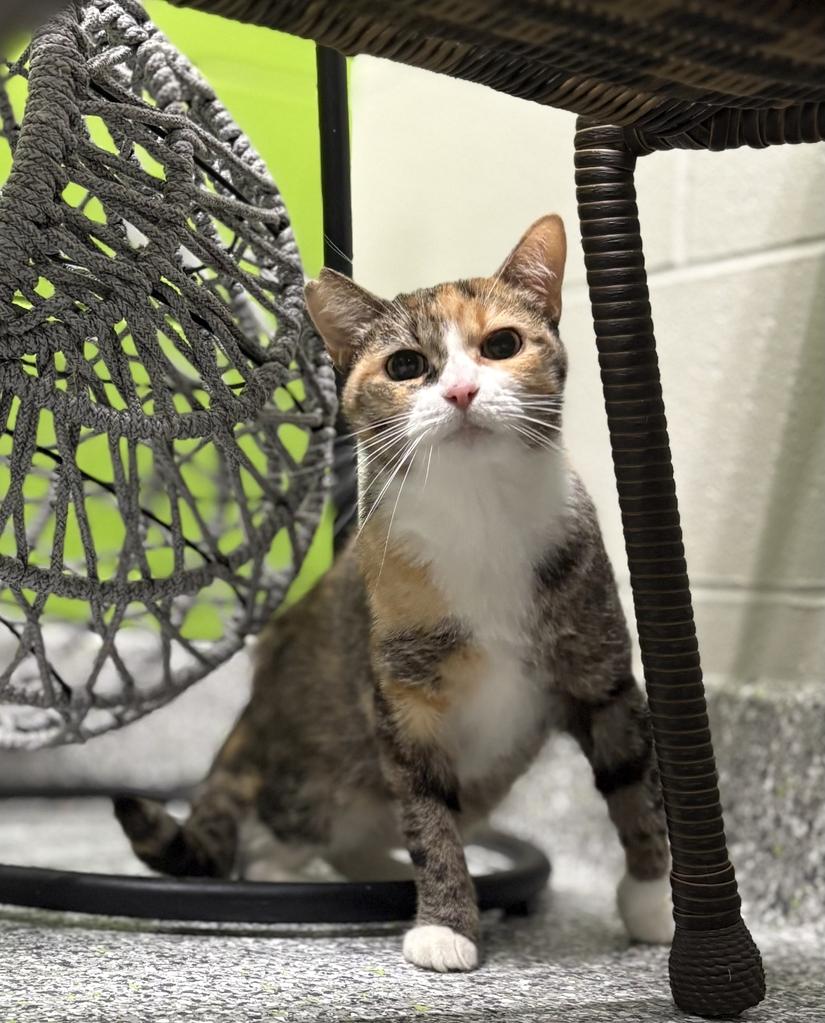 Nebula, an adoptable Calico in Jackson, MI image 5/6