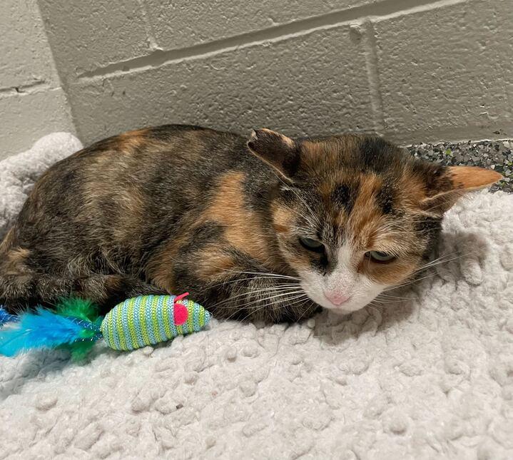 Nebula, an adoptable Calico in Jackson, MI image 4/6