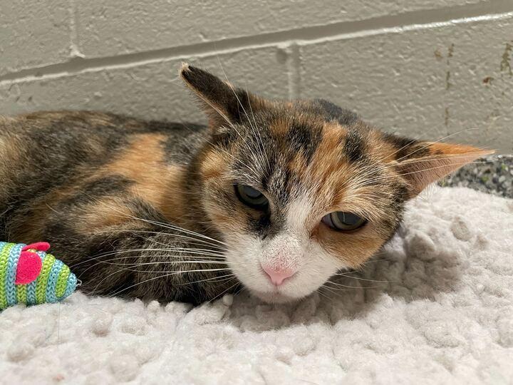 Nebula, an adoptable Calico in Jackson, MI image 2/6