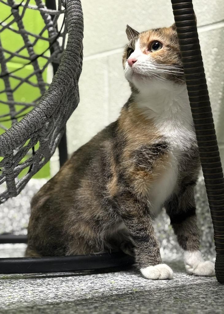 Nebula, an adoptable Calico in Jackson, MI image 6/6
