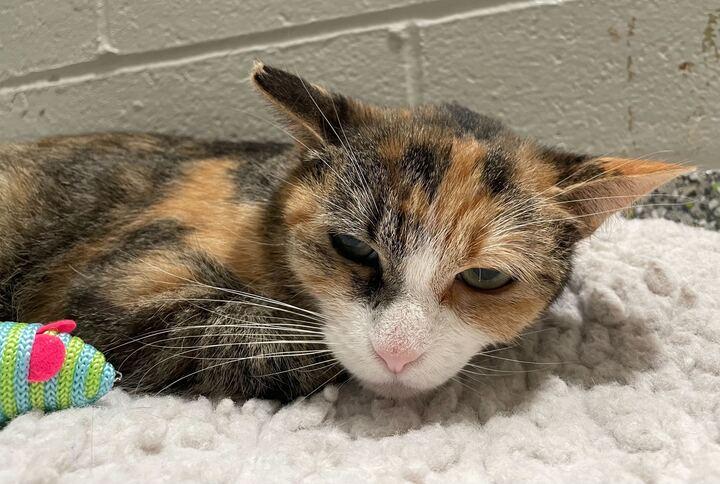 Nebula, an adoptable Calico in Jackson, MI image 3/6