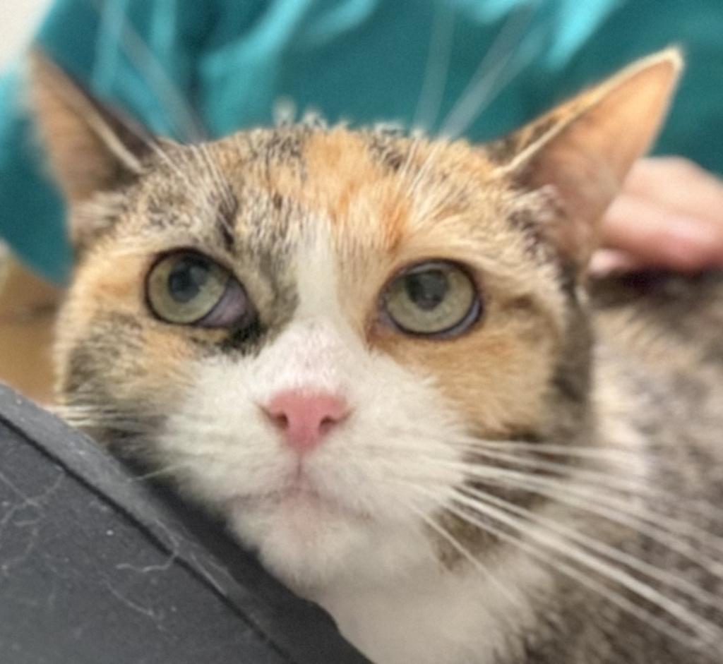 Nebula, adoptable, Adult Female Calico.