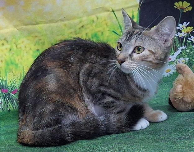 Enlarge 251152  Mia, a Adoptable Domestic Short Hair in Wetumpka, AL image 1/3