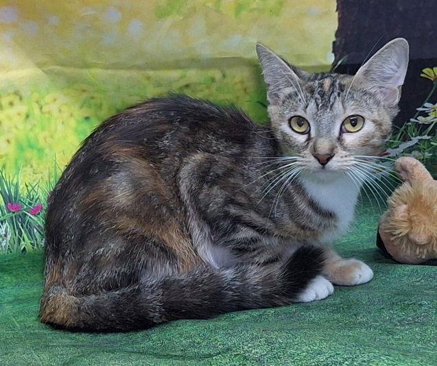 Enlarge 251152  Mia, a Adoptable Domestic Short Hair in Wetumpka, AL image 2/3