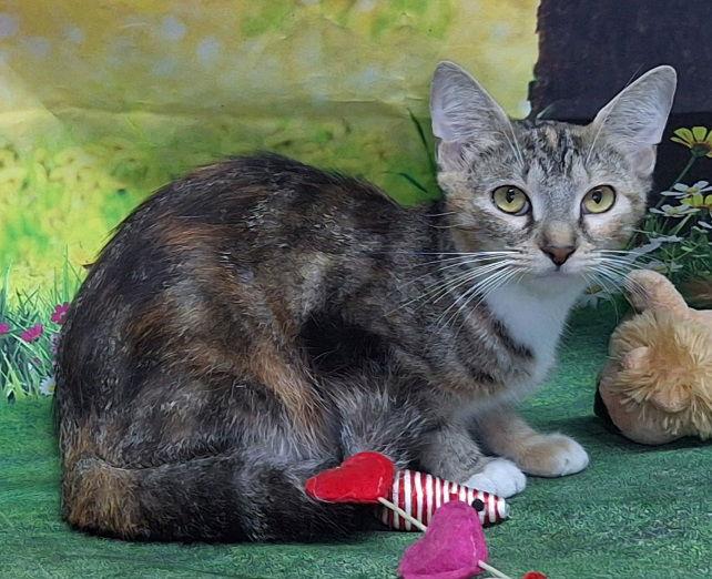 Enlarge 251152  Mia, a Adoptable Domestic Short Hair in Wetumpka, AL image 3/3