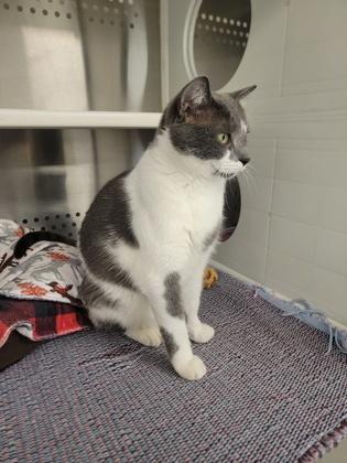 Hendrix, Adoptable, Adult Male Domestic Short Hair & Domestic Short Hair.