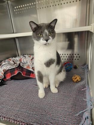 Enlarge Hendrix, a Adoptable mixed breed in Fergus Falls, MN image 2/2