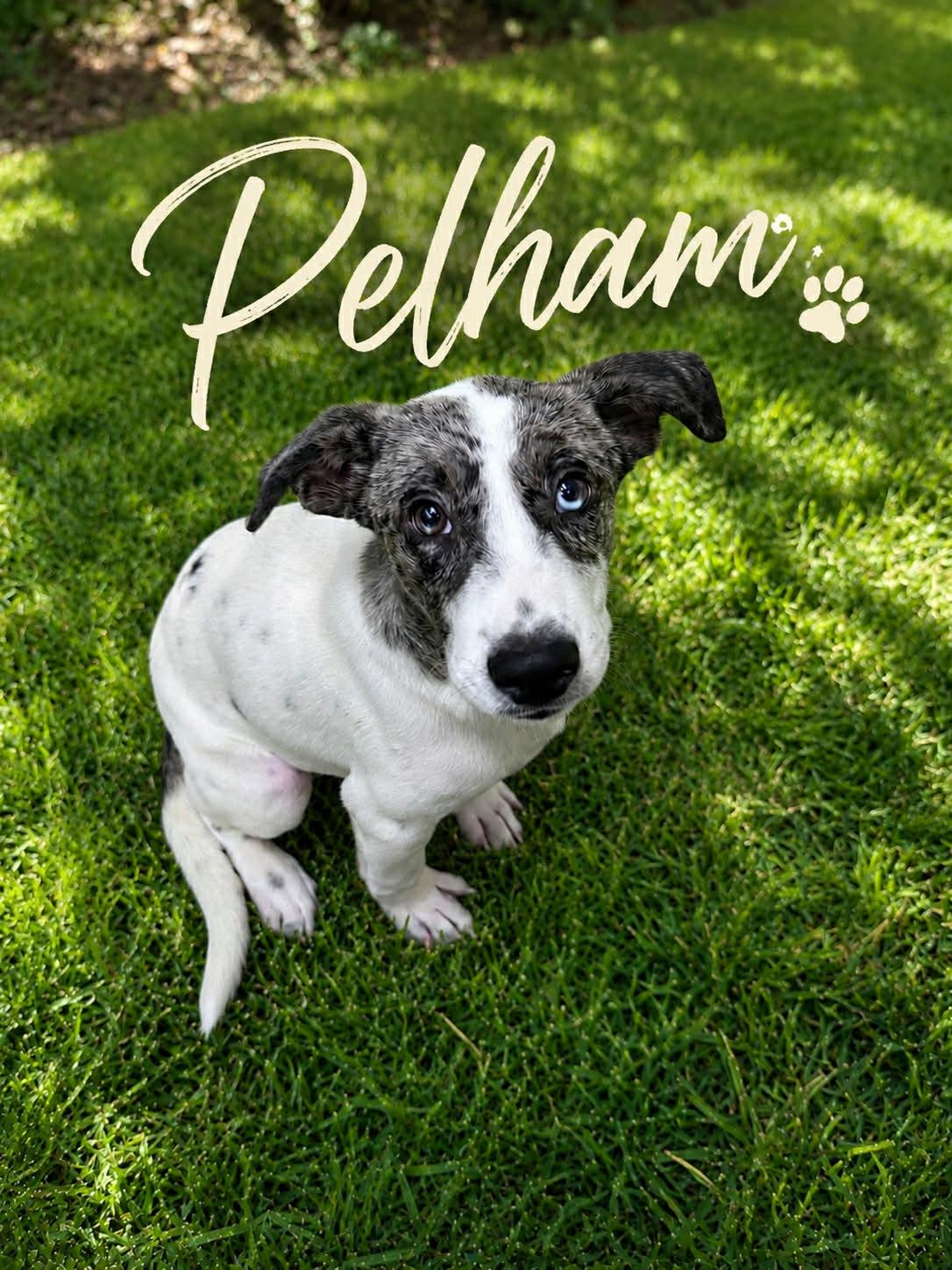 Pelham, ADOPTABLE, Puppy Male Australian Shepherd.