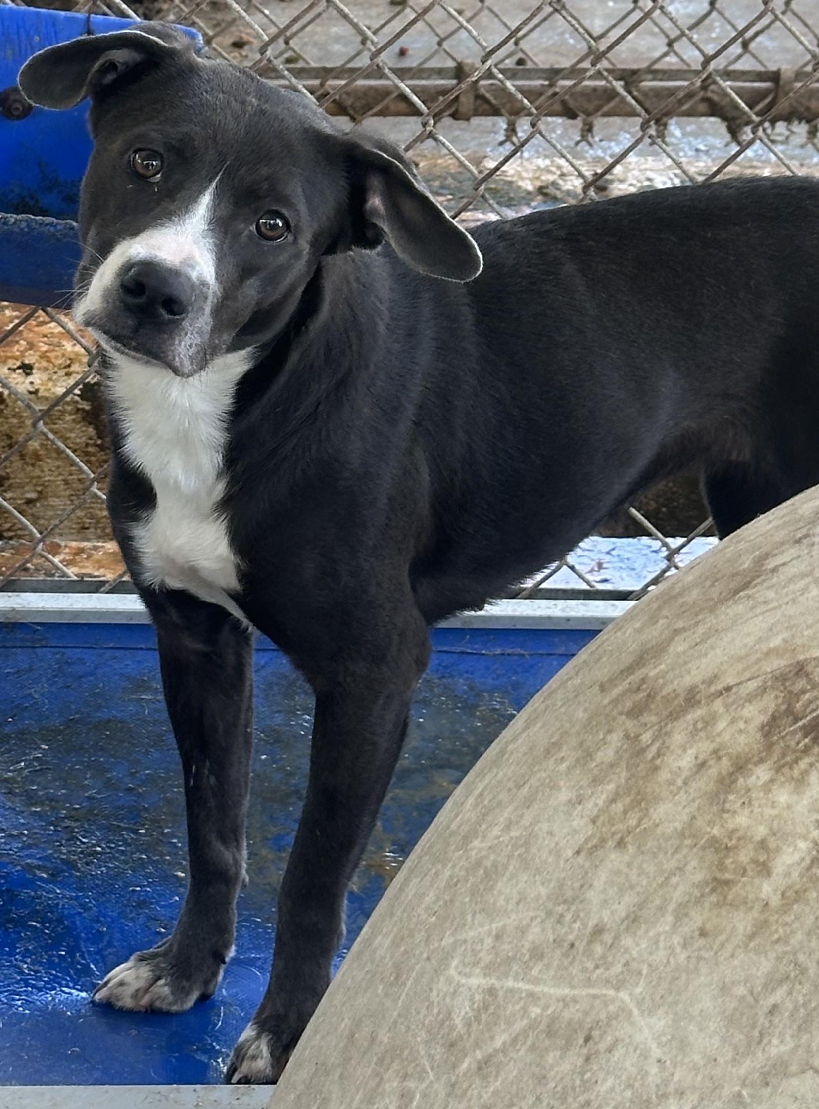 Missy II, Adoptable, Adult Female Mixed Breed.