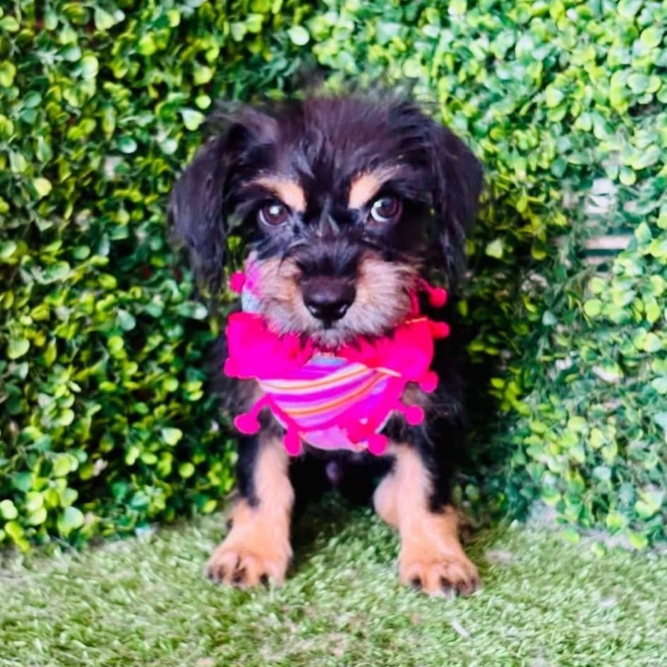 Enlarge BIMBA, a Adoptable mixed breed in Langley, BC image 1/6