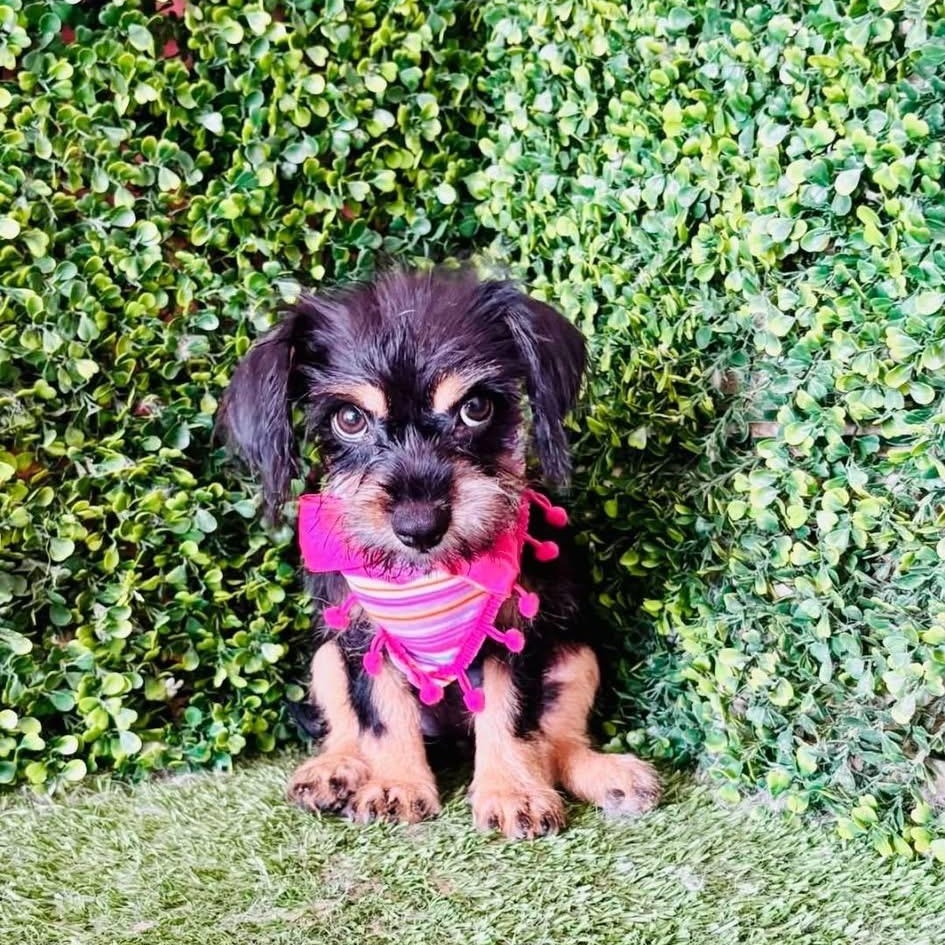 Enlarge BIMBA, a Adoptable mixed breed in Langley, BC image 2/6