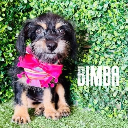 Enlarge BIMBA, a Adoptable mixed breed in Langley, BC image 3/6