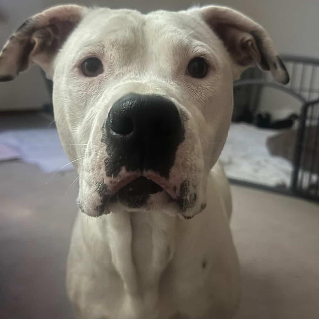 Enlarge Ellie, a Adoptable Pit Bull Terrier in Tacoma, WA image 1/4