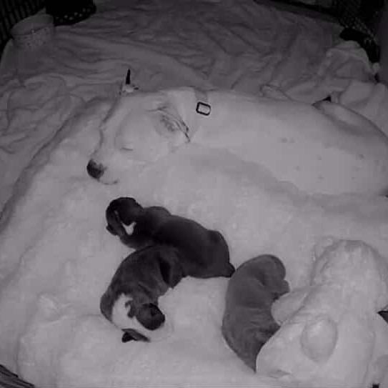 Enlarge Ellie, a Adoptable Pit Bull Terrier in Tacoma, WA image 2/4