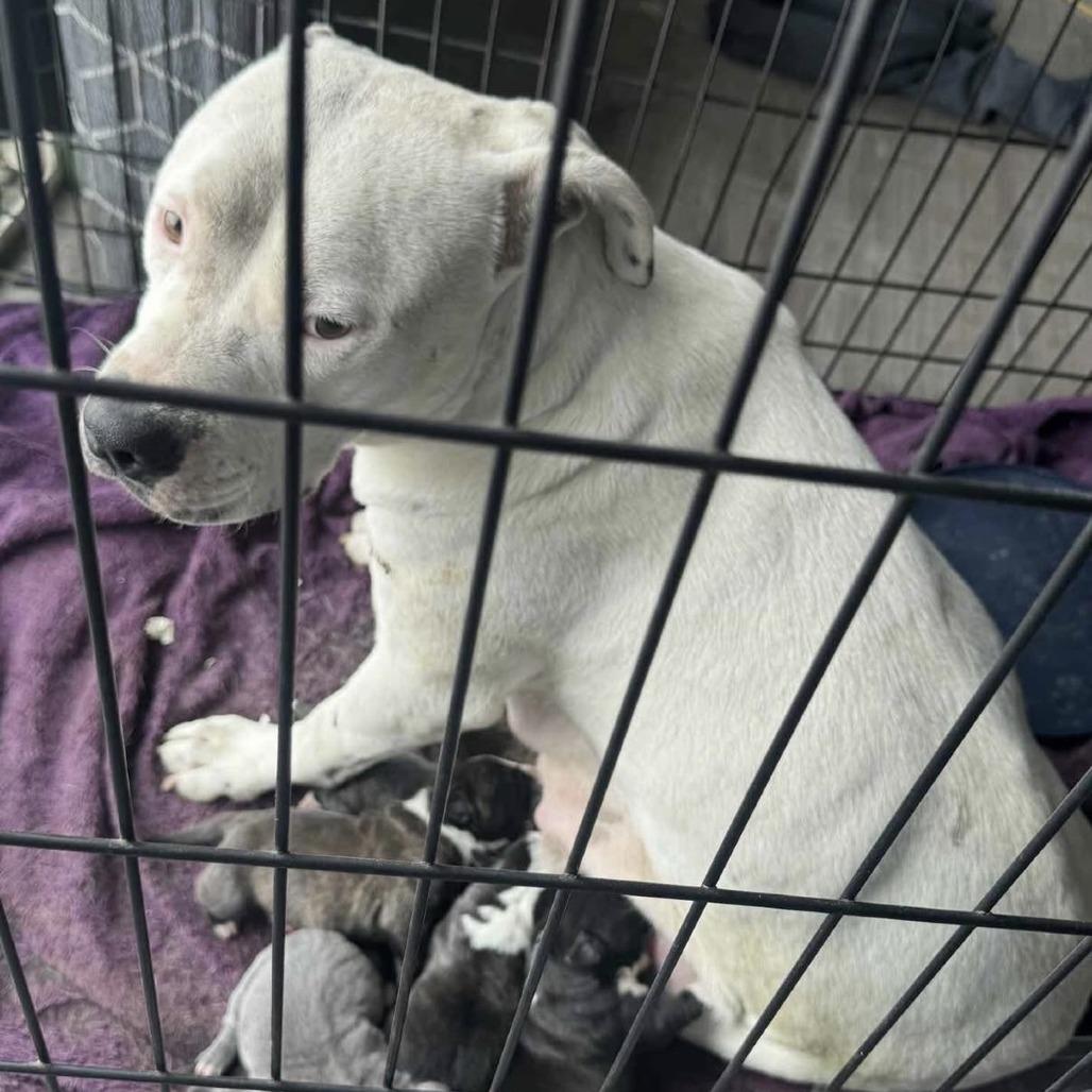 Enlarge Ellie, a Adoptable Pit Bull Terrier in Tacoma, WA image 3/4