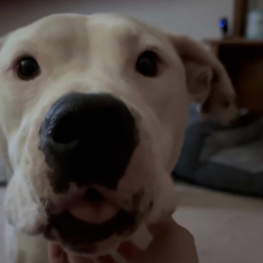 Enlarge Ellie, a Adoptable Pit Bull Terrier in Tacoma, WA image 4/4