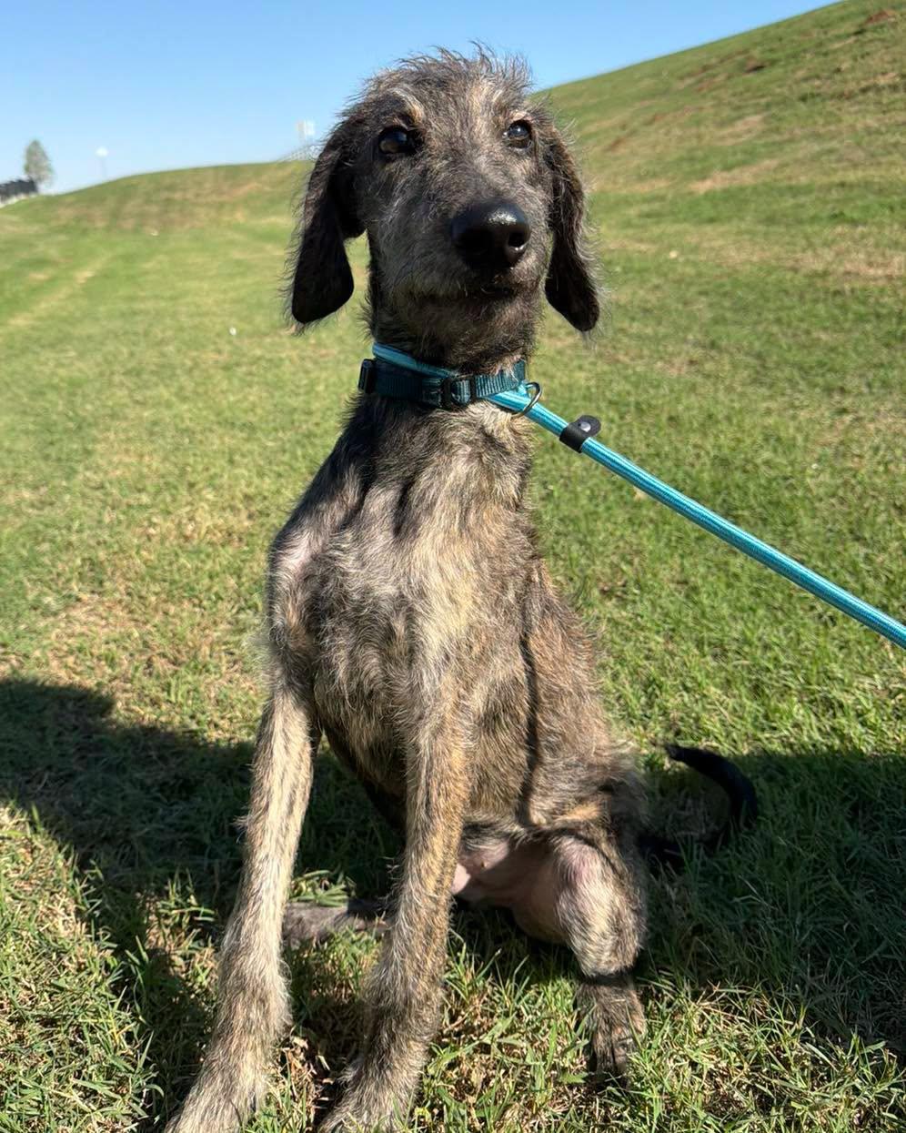 Enlarge Lewis, a Adoptable mixed breed in Bixby, OK image 1/4
