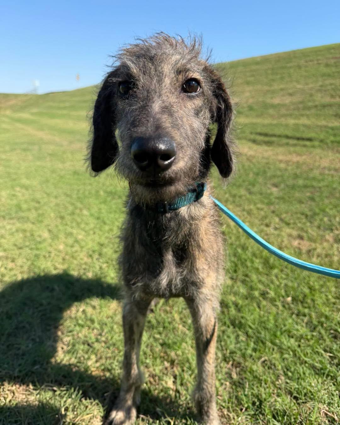 Enlarge Lewis, a Adoptable mixed breed in Bixby, OK image 2/4