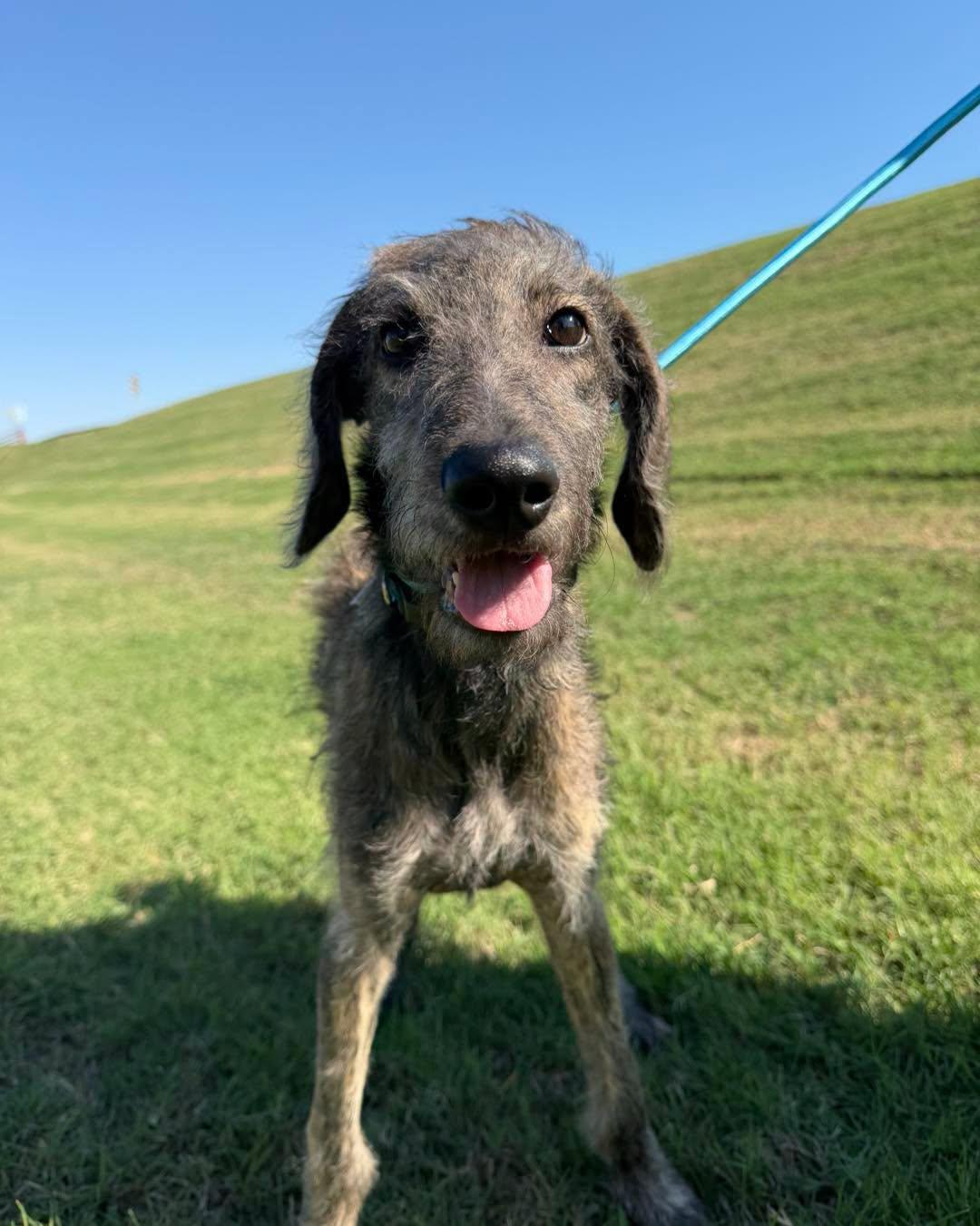 Enlarge Lewis, a Adoptable mixed breed in Bixby, OK image 3/4