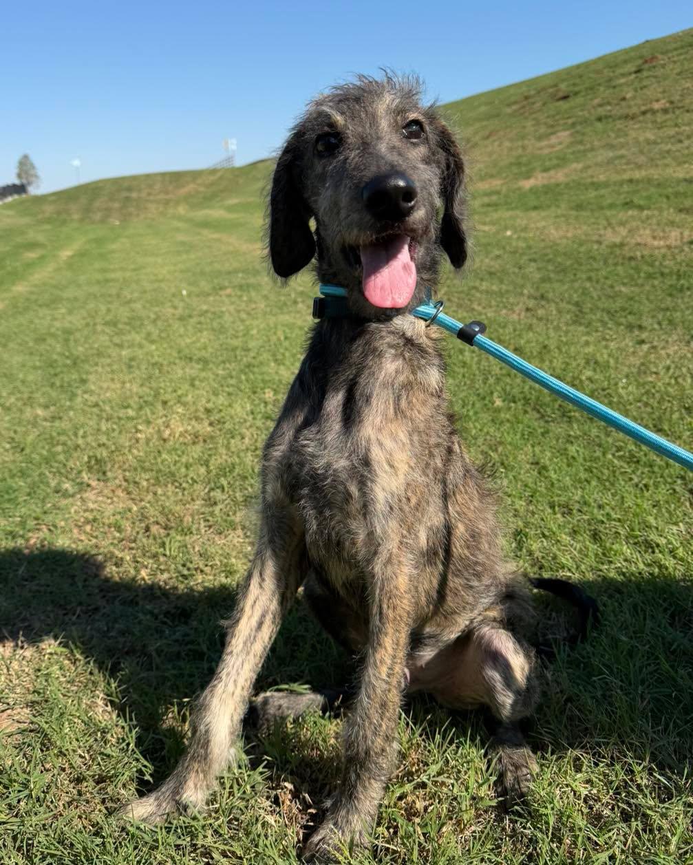 Enlarge Lewis, a Adoptable mixed breed in Bixby, OK image 4/4