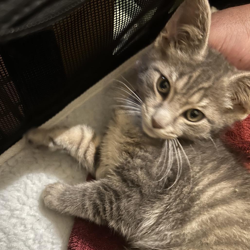 Enlarge Bridger, a Adoptable Domestic Short Hair in Johnstown, PA image 1/1