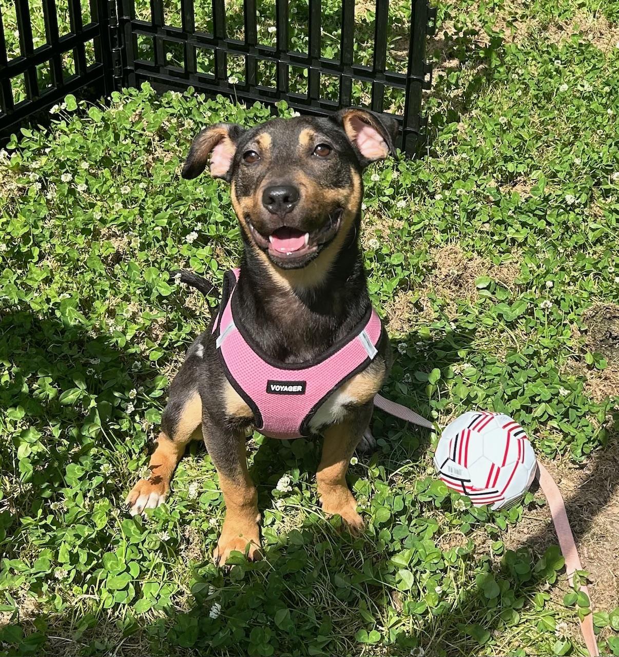Lucy, ADOPTABLE, Adult Female Mixed Breed.