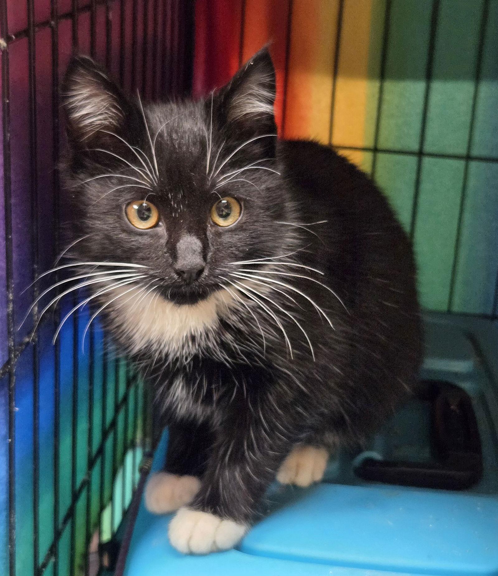 Rocket, Adopted, Young Male Domestic Medium Hair.