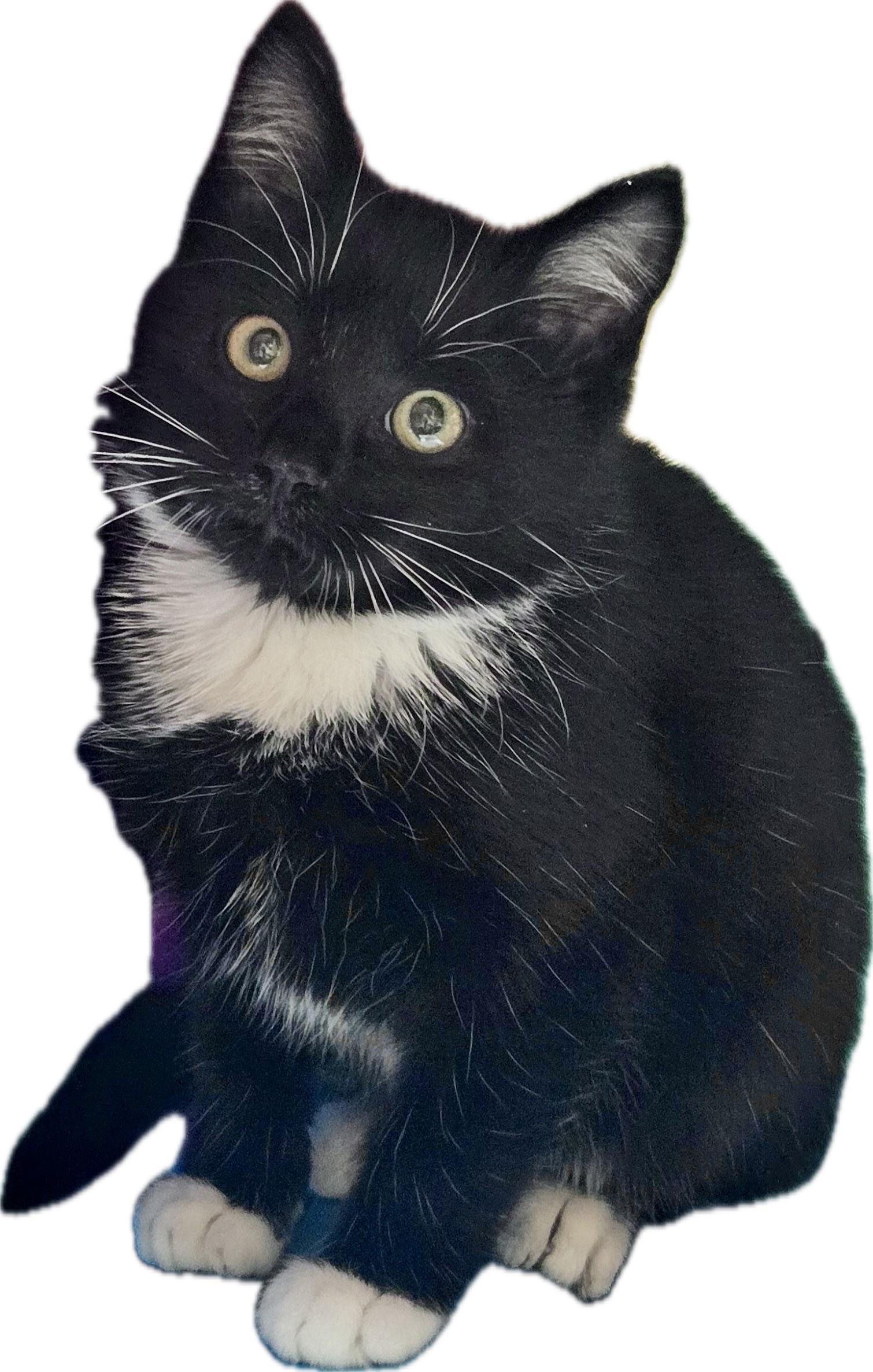 Enlarge Rocket, a Adopted Domestic Medium Hair in Alpharetta, GA image 2/3