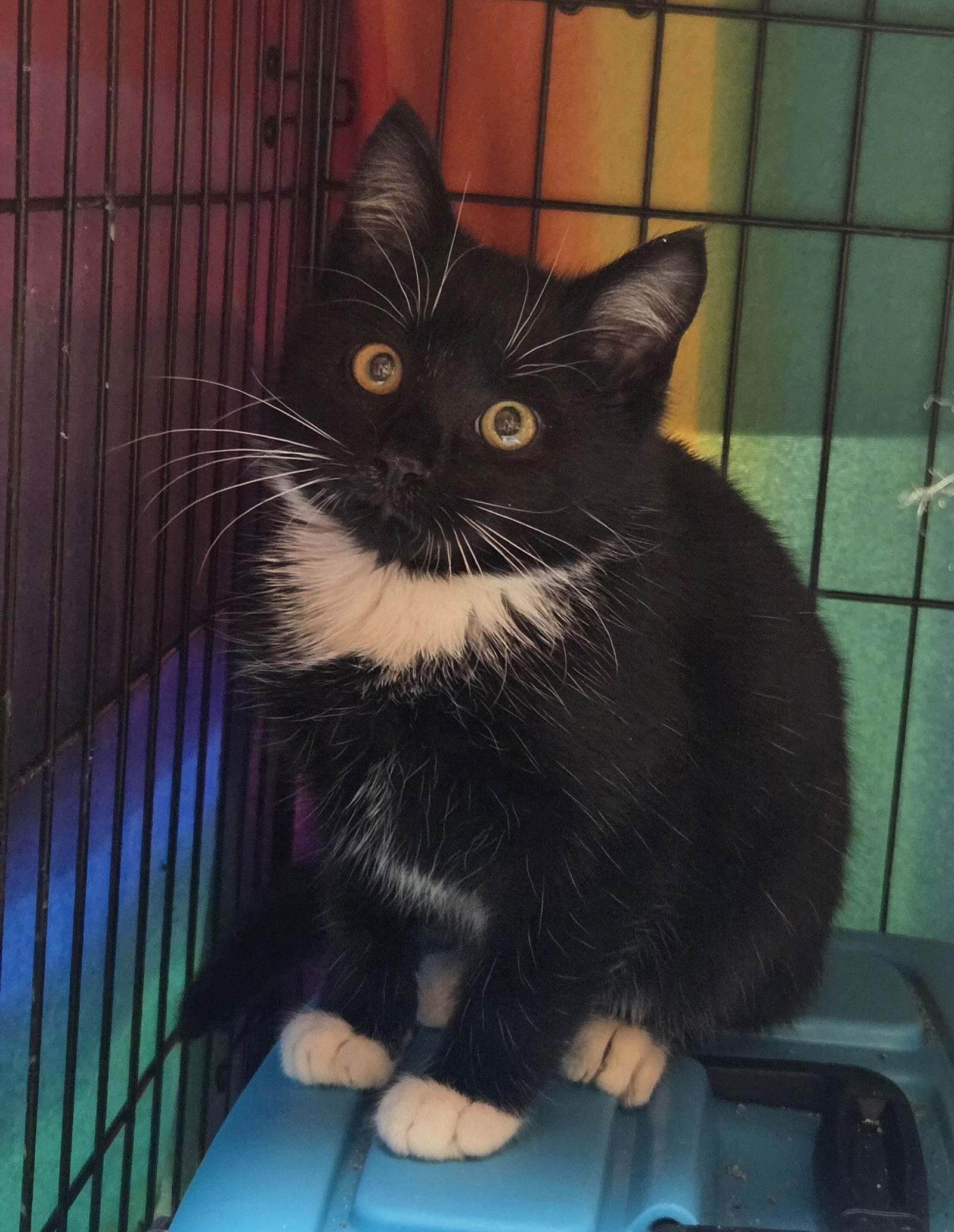 Enlarge Rocket, a Adopted Domestic Medium Hair in Alpharetta, GA image 3/3