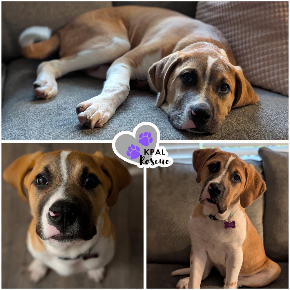 Enlarge Catan - Fun & Games Litter, a Adoptable mixed breed in Kenai, AK image 1/3