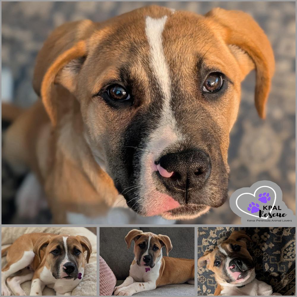 Catan - Fun & Games Litter, Adoptable, Puppy Male Saint Bernard & Mastiff.