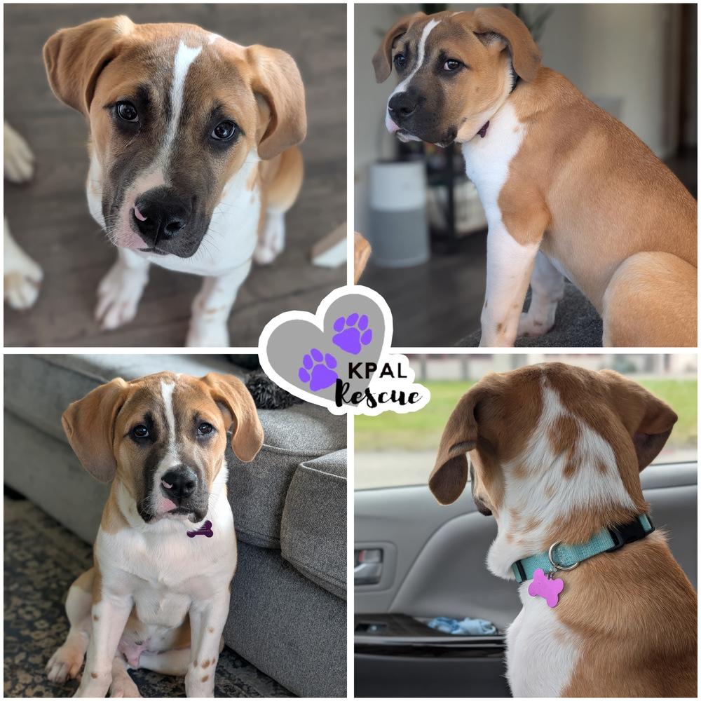 Enlarge Catan - Fun & Games Litter, a Adoptable mixed breed in Kenai, AK image 3/3
