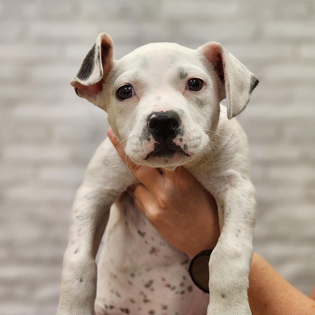 Enlarge Nada, a Adoptable mixed breed in Montgomery, AL image 1/2