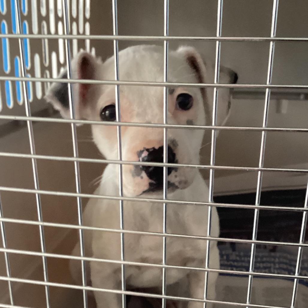 Enlarge Nada, a Adoptable mixed breed in Montgomery, AL image 2/2