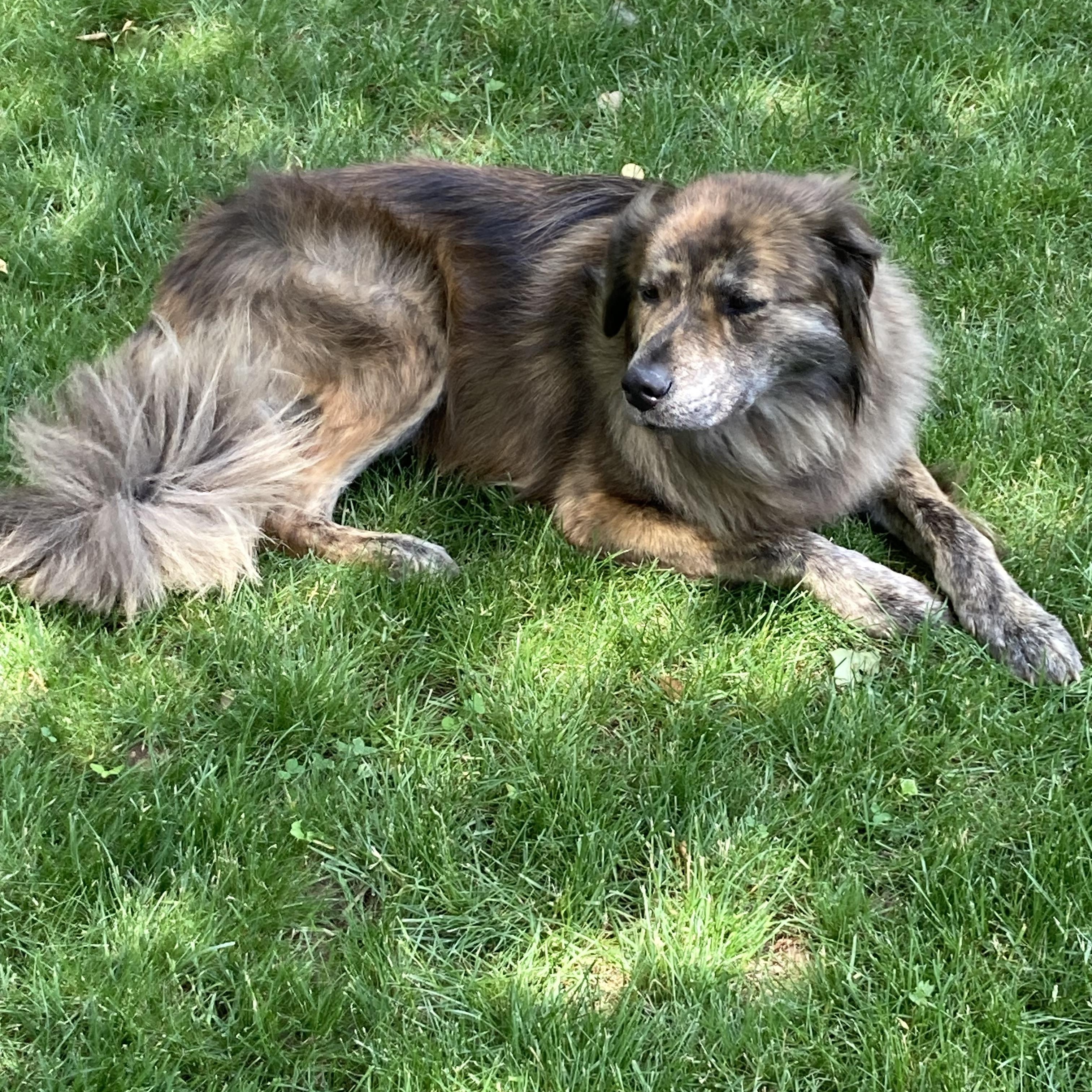 Lady, a ADOPTABLE mixed breed in South Plainfield, NJ image 6/6