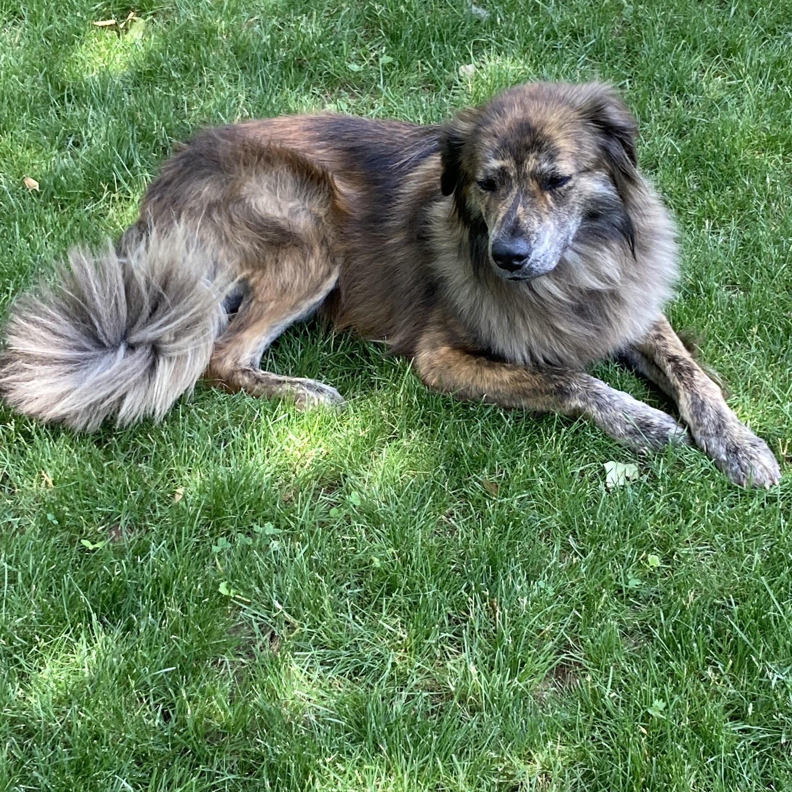 Lady, a ADOPTABLE mixed breed in South Plainfield, NJ image 3/6