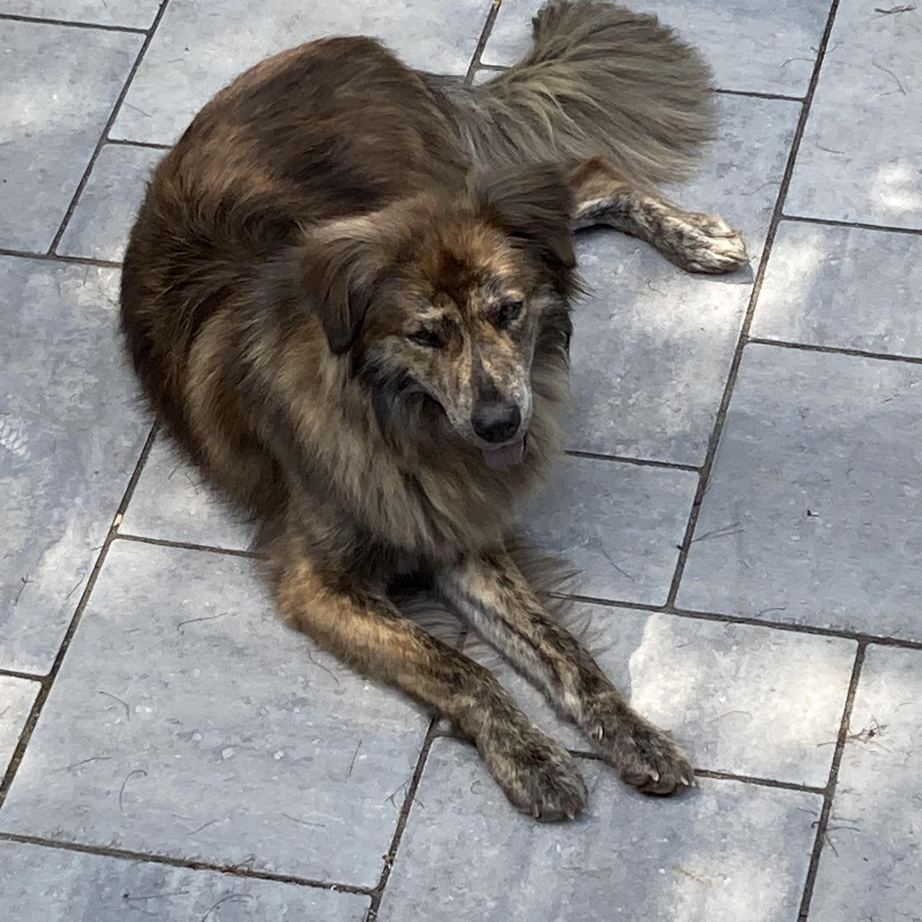 Lady, a ADOPTABLE mixed breed in South Plainfield, NJ image 5/6
