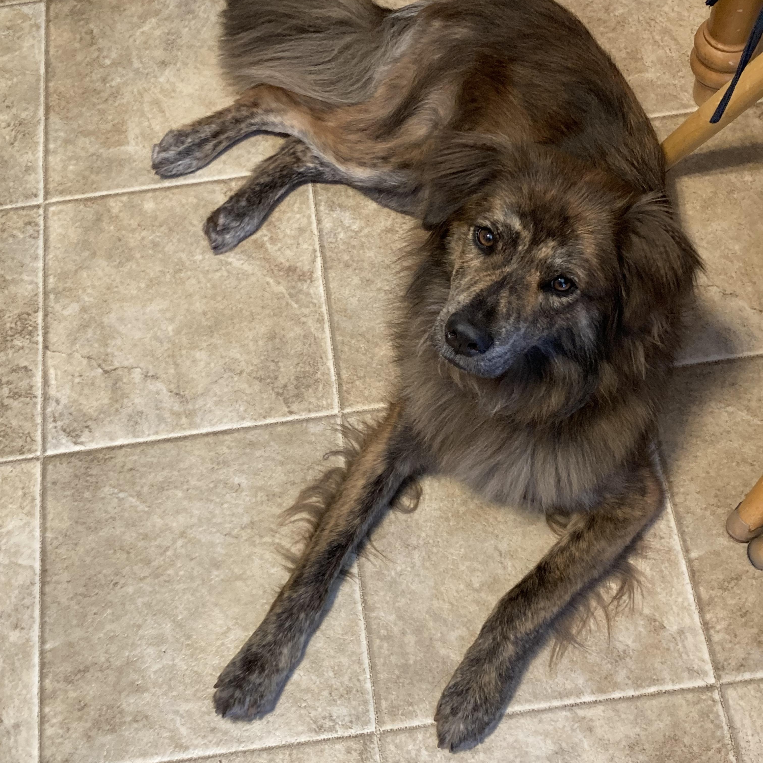 Lady, a ADOPTABLE mixed breed in South Plainfield, NJ image 2/6