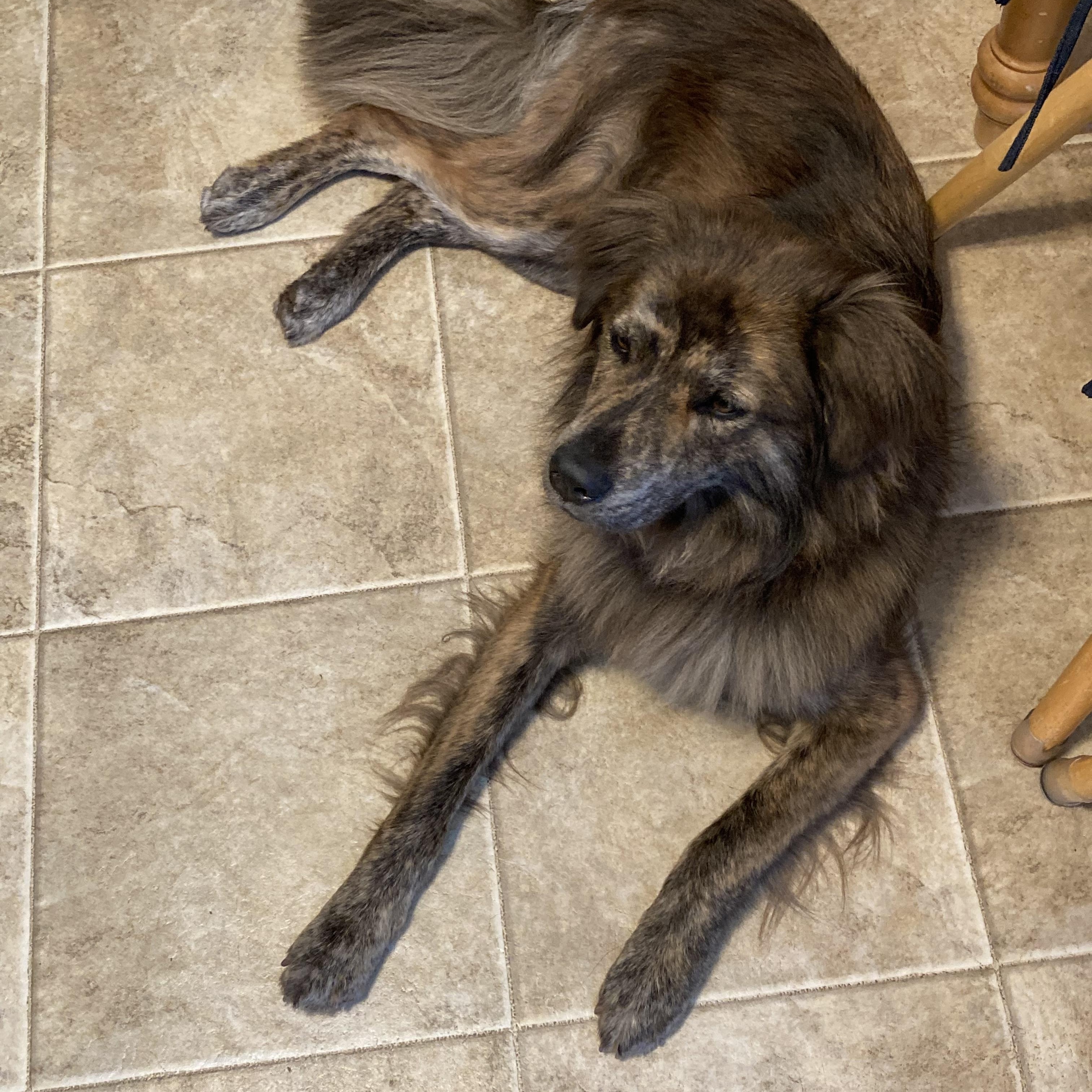 Lady, a ADOPTABLE mixed breed in South Plainfield, NJ image 4/6