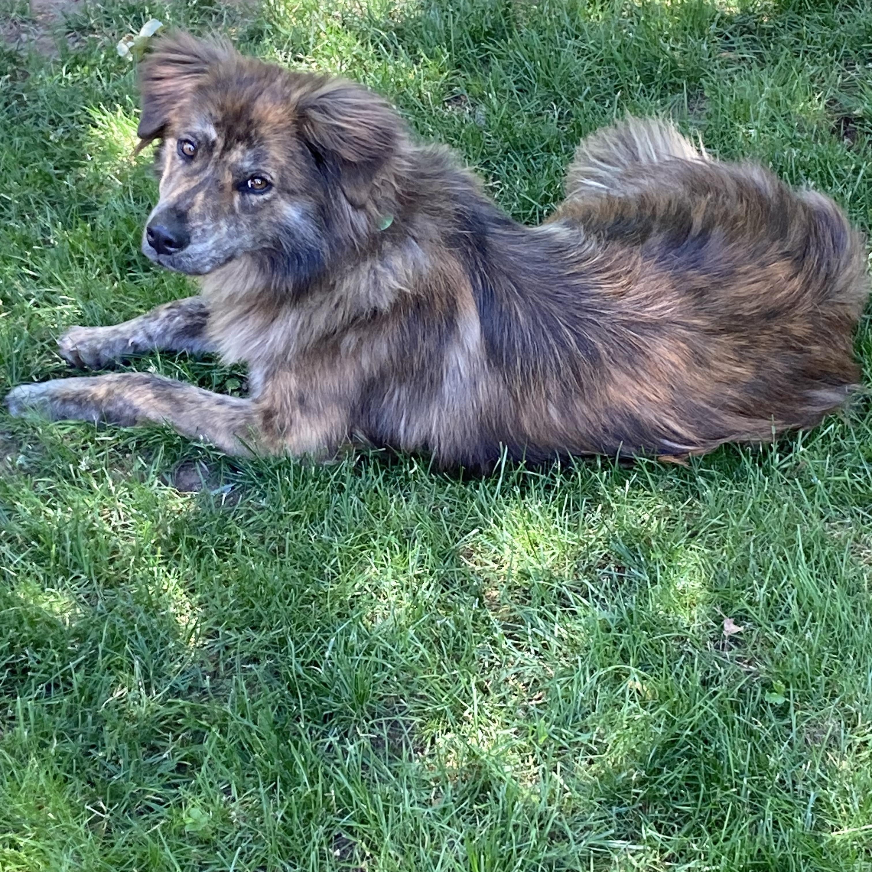 Lady, a ADOPTABLE mixed breed in South Plainfield, NJ image 1/6