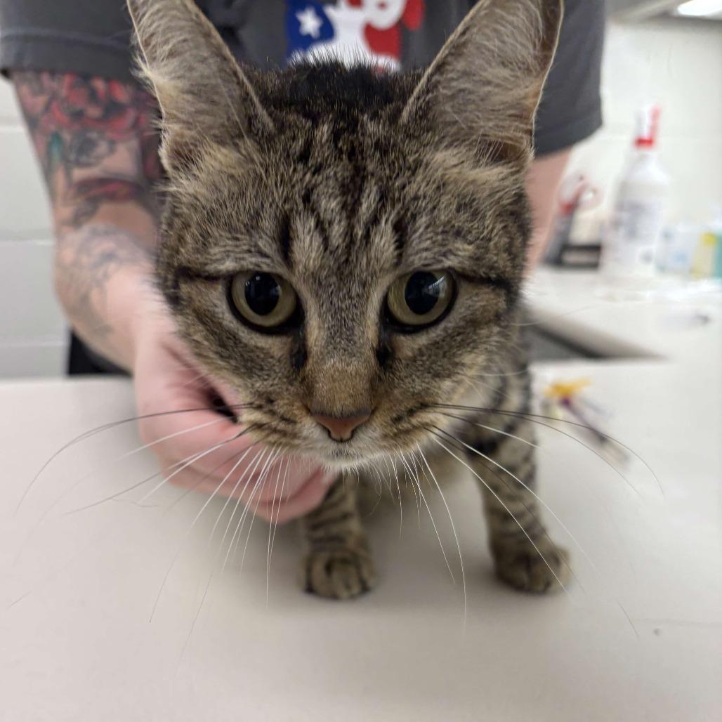 Enlarge Erin, a Adoptable Domestic Short Hair in Beaumont, TX image 1/6