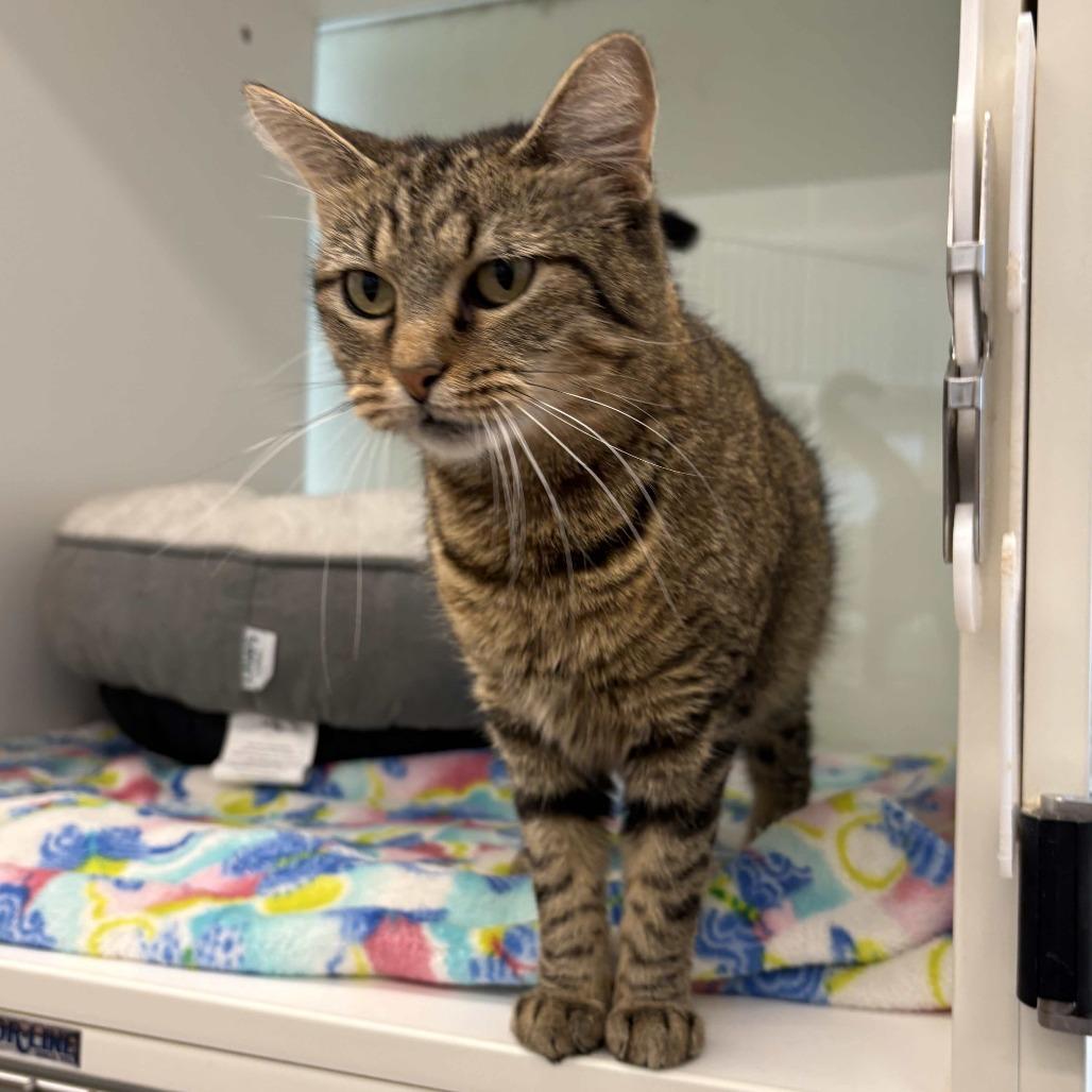 Enlarge Erin, a Adoptable Domestic Short Hair in Beaumont, TX image 2/6