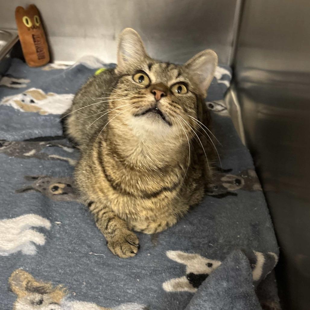 Enlarge Erin, a Adoptable Domestic Short Hair in Beaumont, TX image 3/6