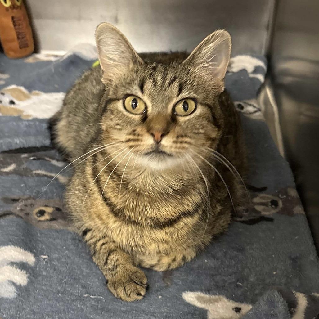 Enlarge Erin, a Adoptable Domestic Short Hair in Beaumont, TX image 4/6