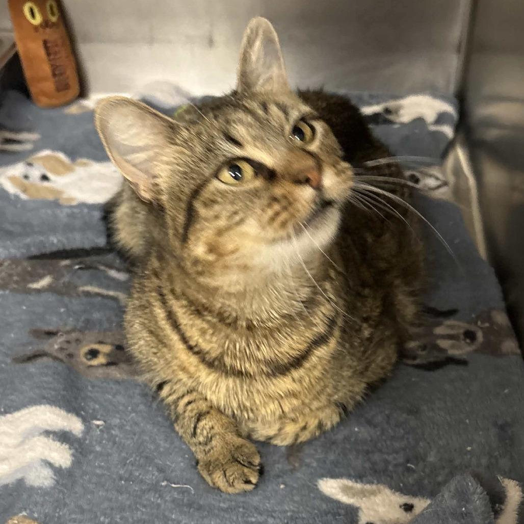 Enlarge Erin, a Adoptable Domestic Short Hair in Beaumont, TX image 5/6