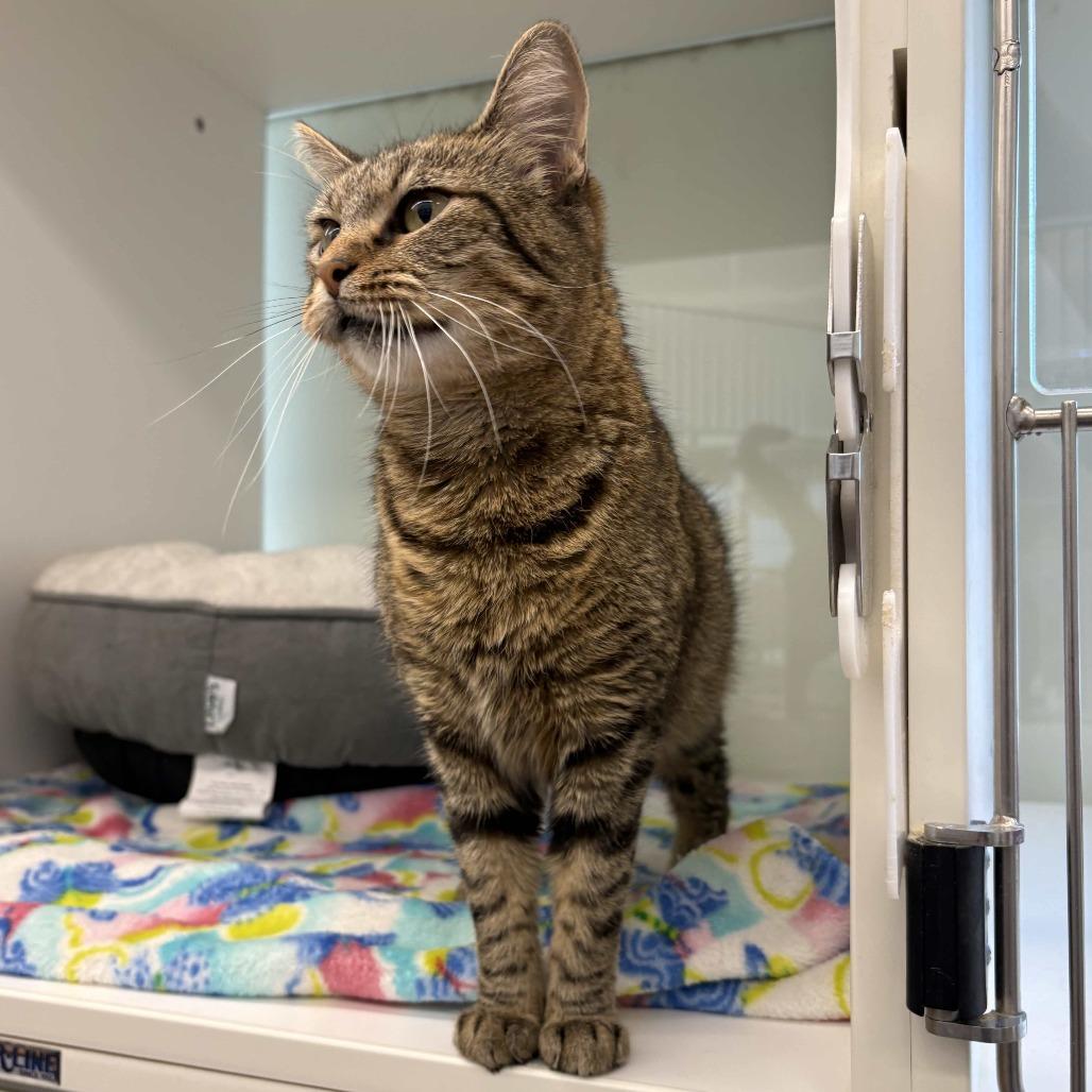 Enlarge Erin, a Adoptable Domestic Short Hair in Beaumont, TX image 6/6