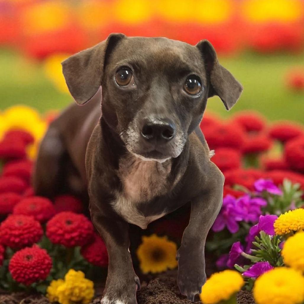 Enlarge Koda, a Adoptable mixed breed in Horn Lake, MS image 1/1