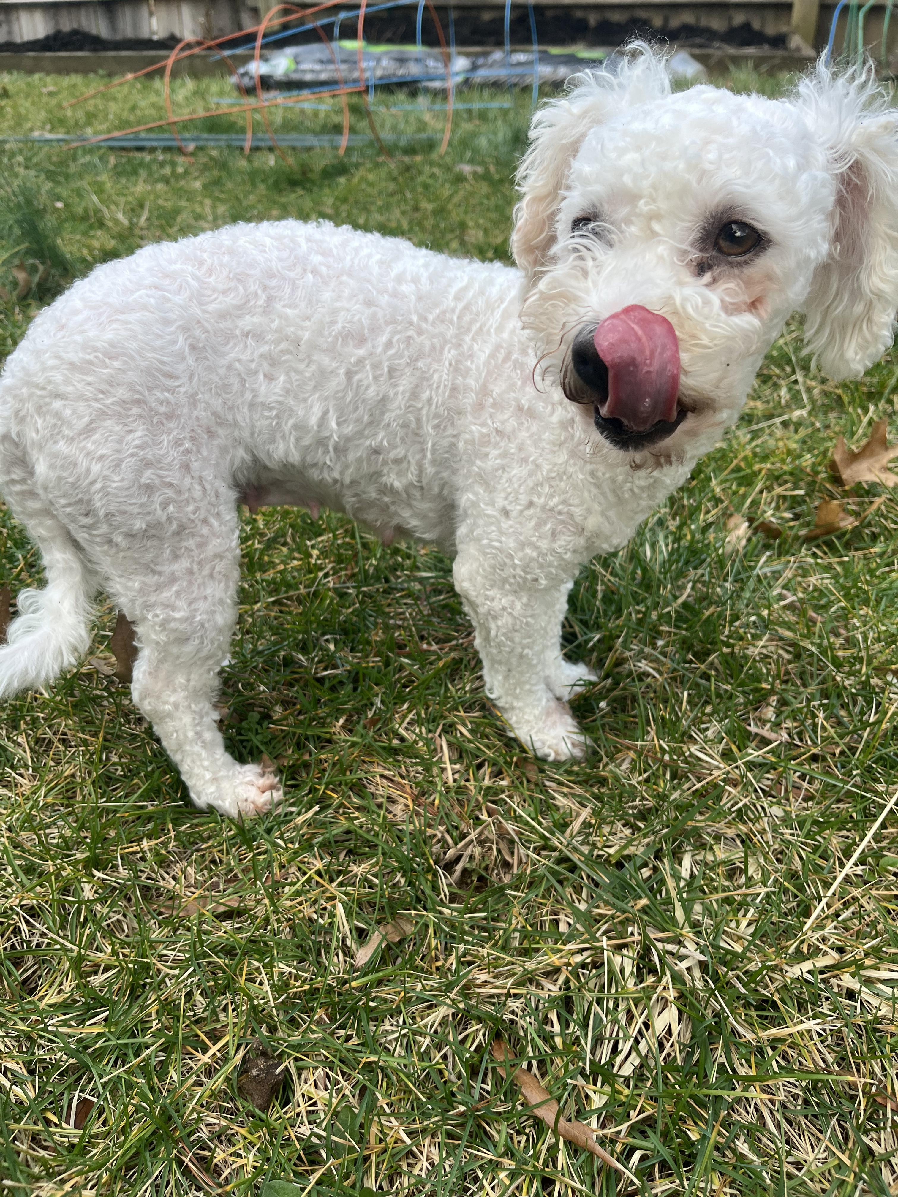 Rosey , an adopted Poodle in Lexington, KY image 2/3